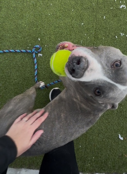 View Tommy the Dog Photo #1