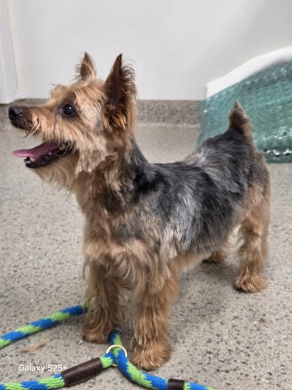 View Porky Pete the Dog Photo #2