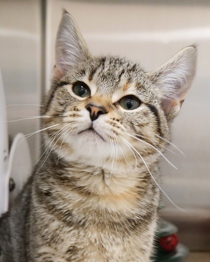 Learn More About Nilla