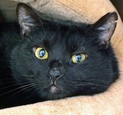 View Keanu the Cat Photo #2