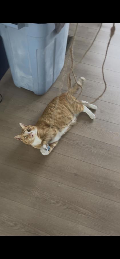 Have You Seen Navi? Cat