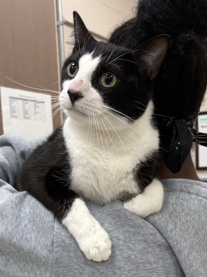 View Milo the Cat Photo #1