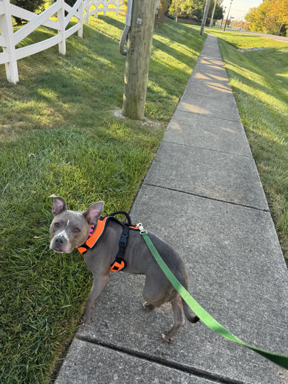View Dani (in Foster) the Dog Photo #1