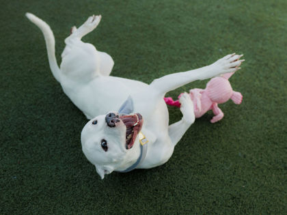 View Queenie the Dog Photo #1