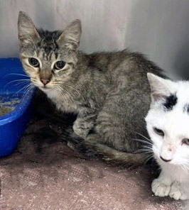 View Vip the Cat Photo #2