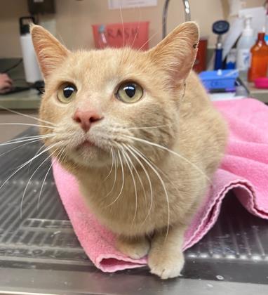 View Lost Cat Photo #1