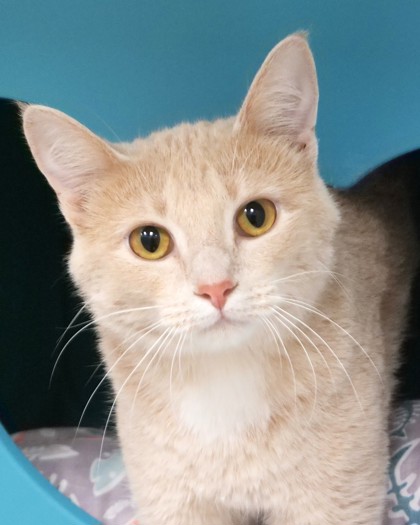 Gingersnap