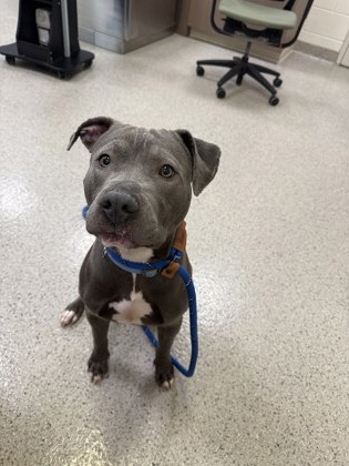 View Found Dog Photo #1