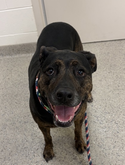 Learn More About Kashia (bonded To Chloe) Photo of Kashia (Bonded to Chloe)
