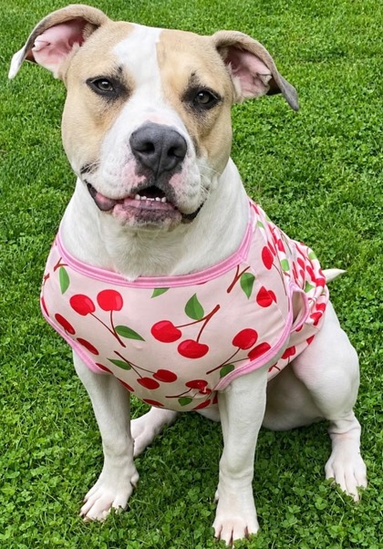 Learn More About Christina (in Foster) Photo of Christina (in foster)