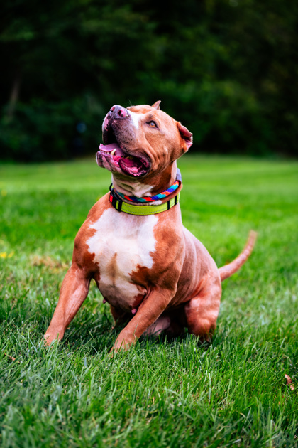 View Rocky Balboa the Dog Photo #2