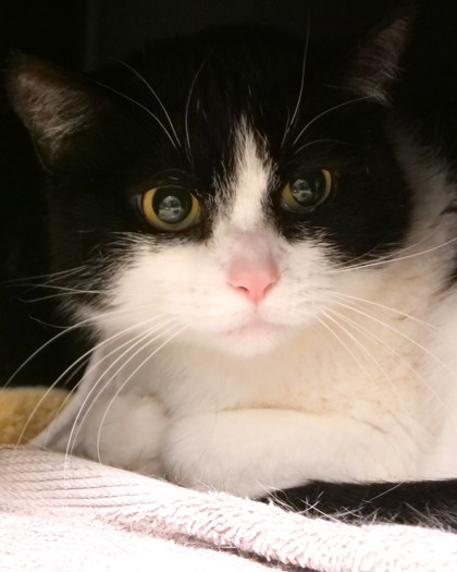 Learn More About Beau Photo of Beau