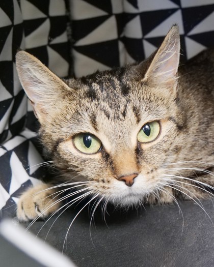 Learn More About Puddle