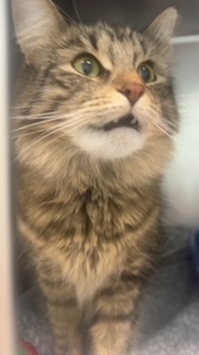 View Peach the Cat Photo #1