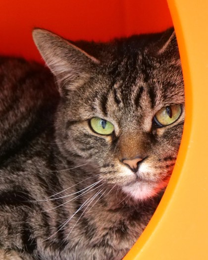 View Kit the Cat Photo #2