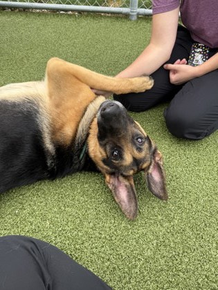 View Zeppelin the Dog Photo #1