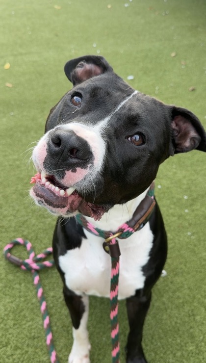 BUTTERBEAN - American Staffordshire Terrier / Mix available for adoption