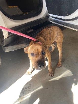 Help Rehome This Dog Dog