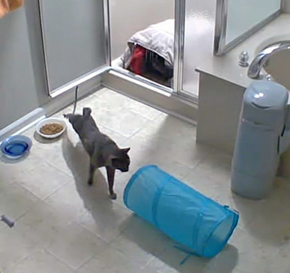 View Blue (in Foster) the Cat Photo #1