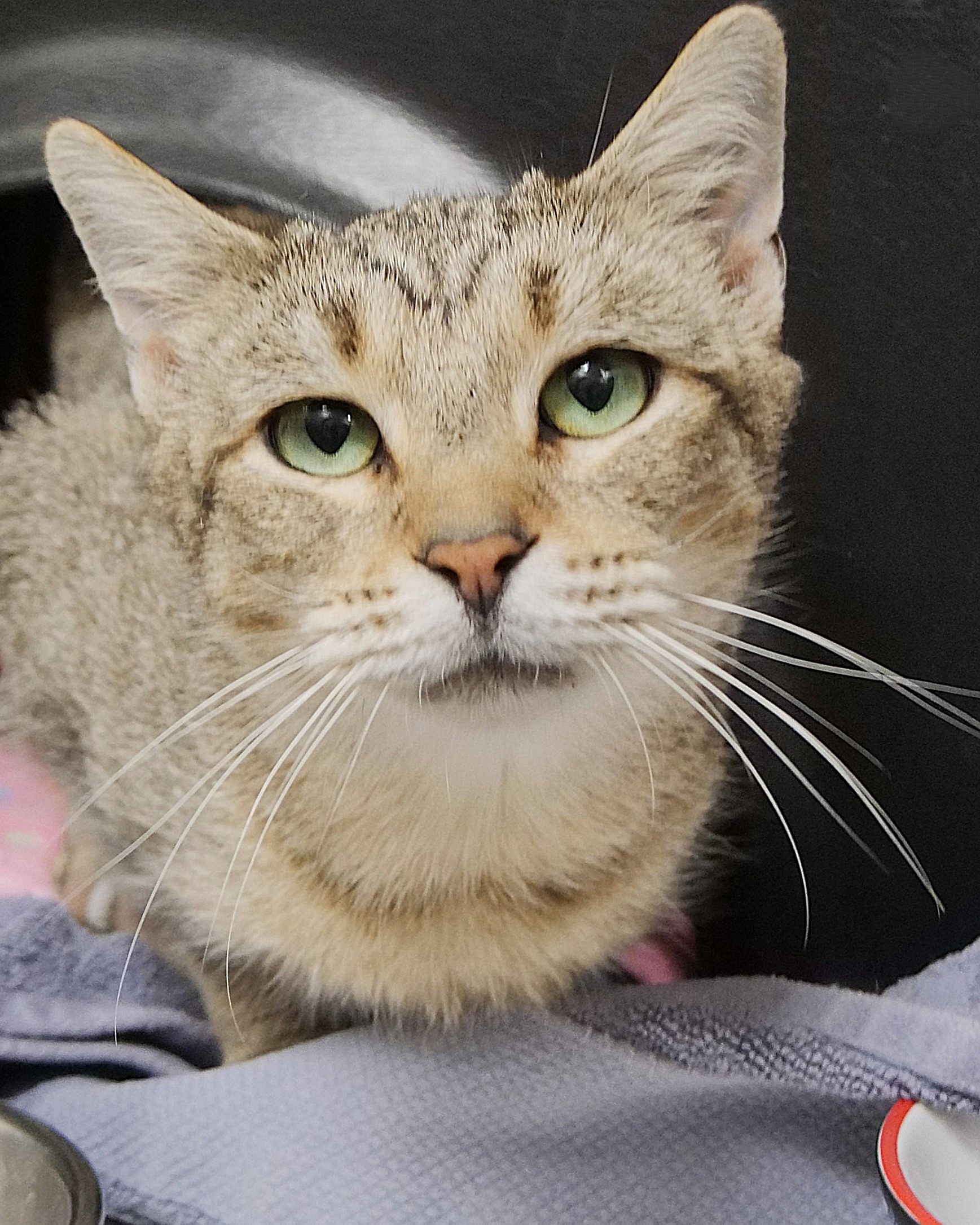 ANDI - Domestic Shorthair / Mix available for adoption