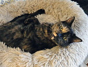 View Peepers (in Foster) the Cat Photo #1