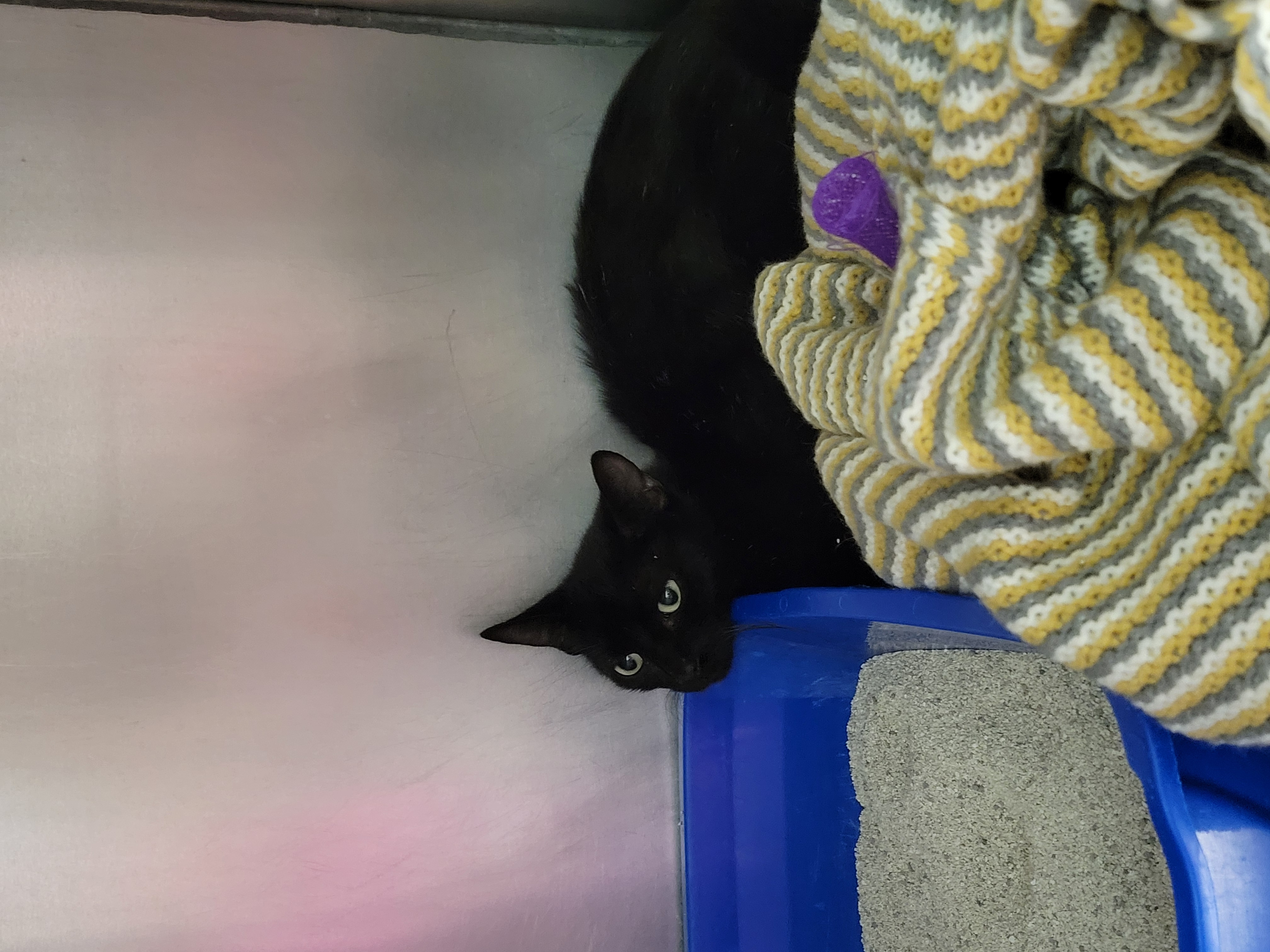 View Ahsoka the Cat Photo #2