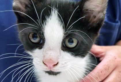 View Charlie Horse (Bonded With Thor) the Cat Photo #2