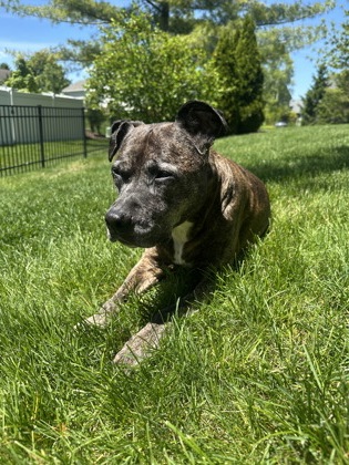 Photo of Brindle (In Foster)