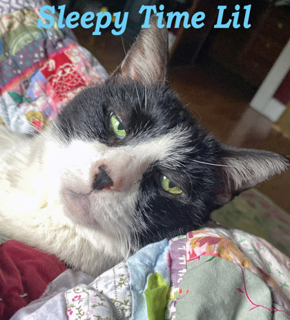 View Lil (in Foster) the Cat Photo #2