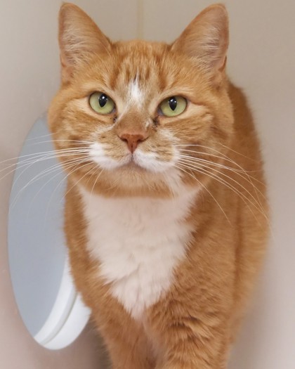Learn More About Kitty Anne Kitty Anne