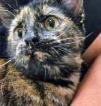 View Mommason the Cat Photo #1