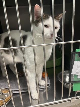 View Sammy the Cat Photo #1