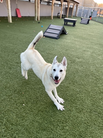 View Bambi the Dog Photo #1