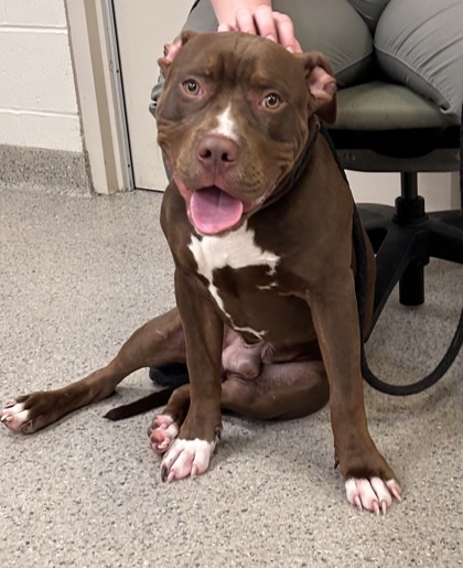 Learn More About Bashful Photo of Bashful