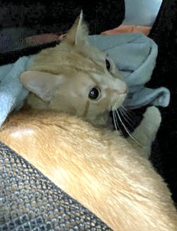 View Gizmo (in Foster) the Cat Photo #2