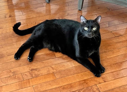 View Kevin the Cat Photo #2