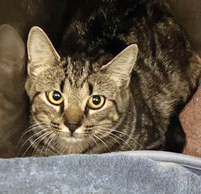 View Swan (at Smitten Kitten) the Cat Photo #1