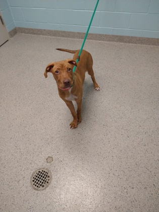 View Penny the Dog Photo #1