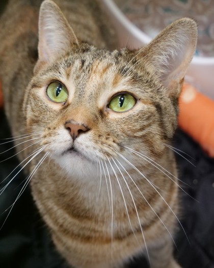 Learn More About Tigger (in Foster) Photo of Tigger (in foster)
