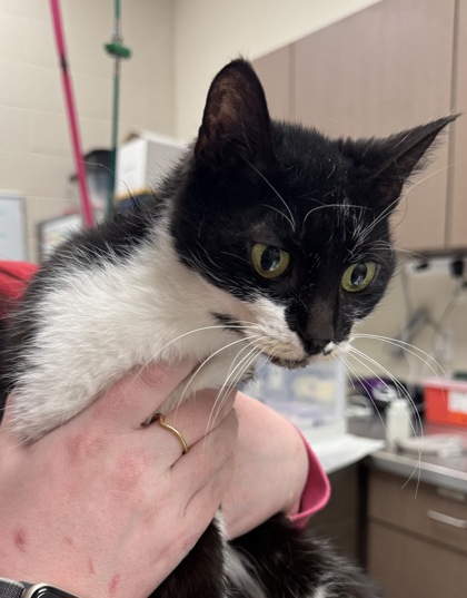 View Bella (Bonded To Baby) the Cat Photo #2