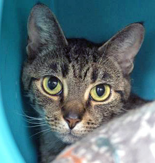 View Buster the Cat Photo #1