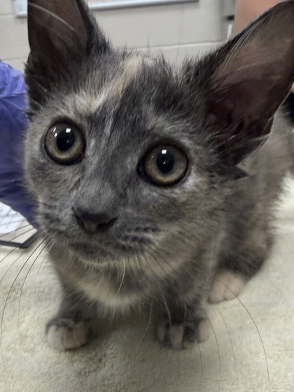 View Princess Peach the Cat Photo #2