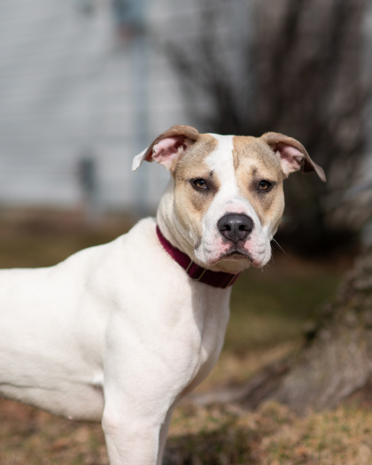 View Christina the Dog Photo #1