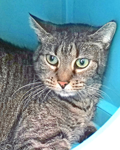 View Miss Anchovy the Cat Photo #2