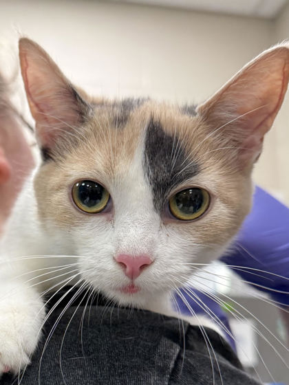 Shimmy