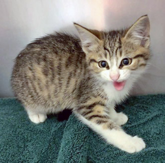 View Bunnie the Cat Photo #2