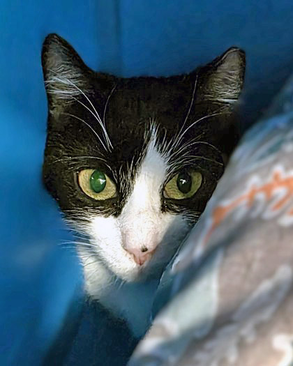 View Orin the Cat Photo #1