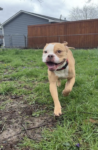 View Thomas the Dog Photo #2