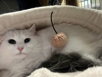 View Jinx the Cat Photo #2