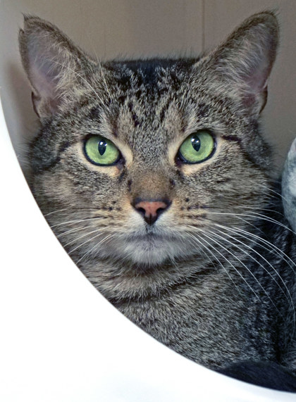 View Tanner the Cat Photo #1